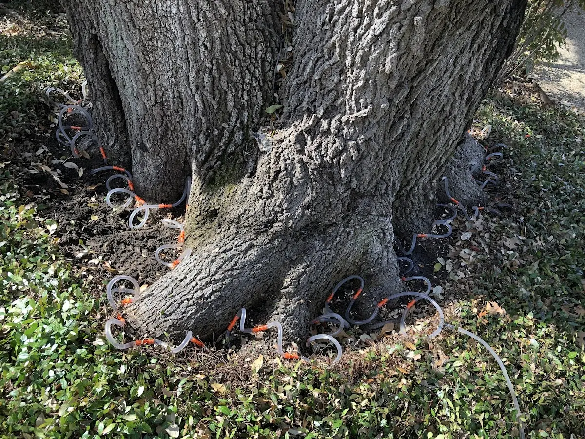 Detailed Tree Cabling and Bracing job site in Nashoba