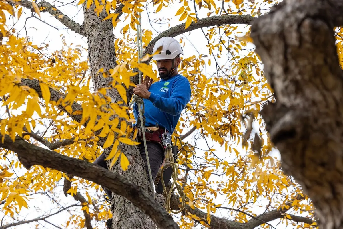 Skilled Tree Planting crew working in Nashoba